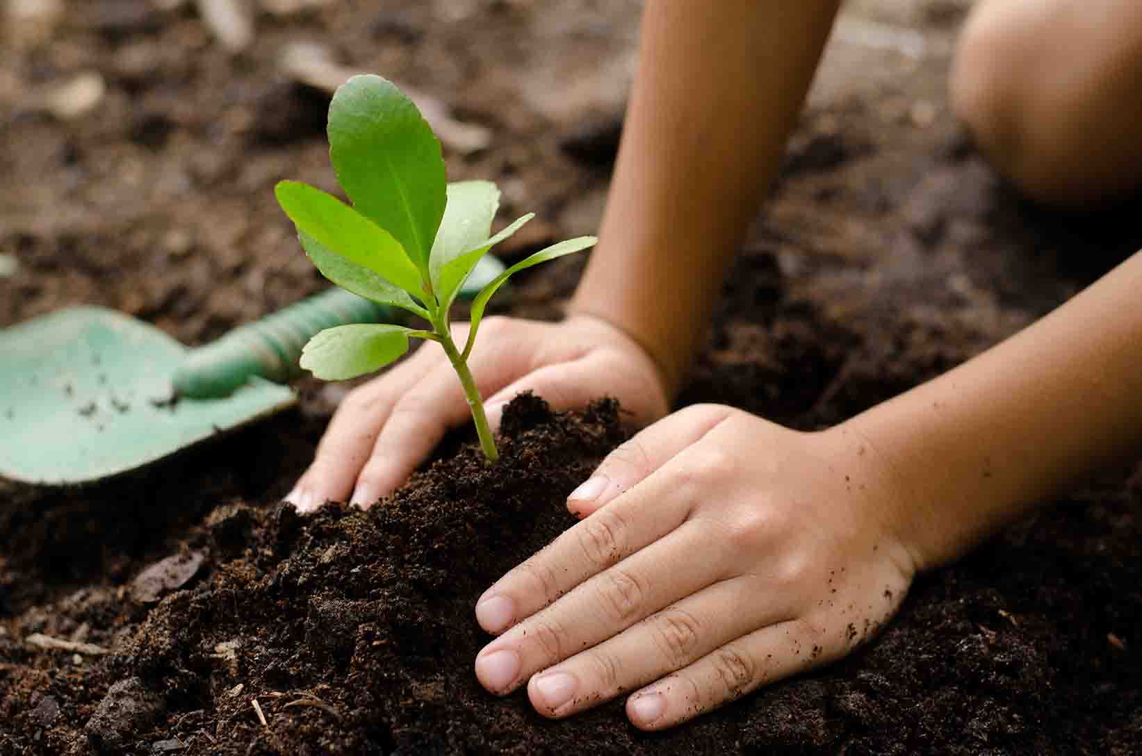 A child's hands plant a green seedling in the earth